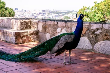 Foto op Plexiglas Beautiful male peacock specimen with its colorful feathers. © Horacio Selva