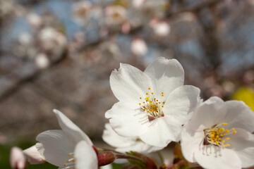 Selective focus of sakura blossom. Trees coming into flower in spring. Macro, blur background.