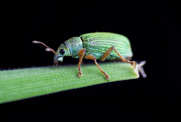 Silver green leaf weevil, phyllobius argentatus beetle sitting on grass stem with black background. Animal, nature macro background