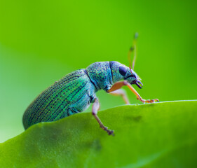 Silver green leaf weevil, phyllobius argentatus beetle sitting on leaf. Animal, nature macro background