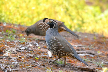Pareja de Codornices Californianas