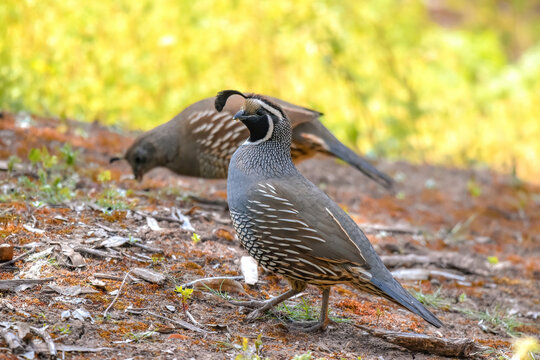 Pareja de Codornices Californianas