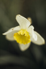 white narcissus blooming at the garden