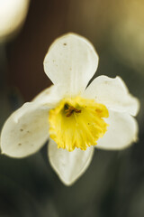 white narcissus blooming at the garden