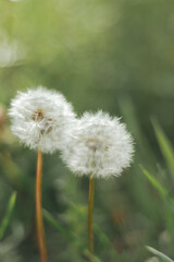 couple of white dandelions 