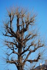 Ein kahler Baum mit extremen Beschnitt vor blauem Himmel.