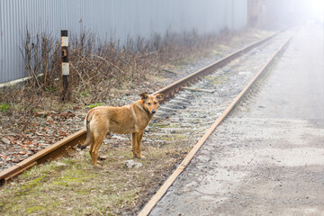 stray dog stands on the railroad tracks.