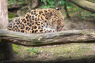 Leopard are laying on a tree. close view on a green background.