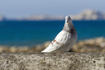 Le pigeon