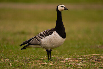 Obraz premium A barnacle goose (Branta leucopsis) standing in a meadow