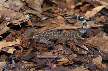 Cyrtodactylus peguensis, Spotted bent-toed gecko closeup
