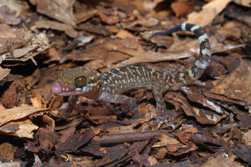 Cyrtodactylus peguensis, Spotted bent-toed gecko closeup