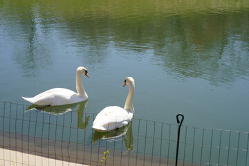 White Cygnus Swans swim together in a man-made pound.