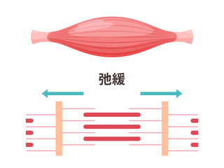 かわいい筋肉のイラスト_弛緩した筋肉の筋原線維