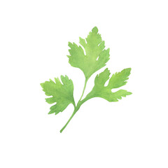 Watercolor drawing of a parsley sprig
