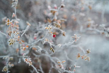 Gefrorene Pflanzen im Winter