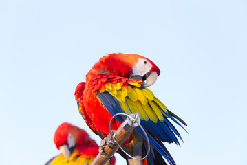 Close up of colorful scarlet macaw parrot pet perch on roost branch with blue clear sky background