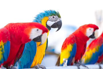 Obraz premium Close up of colorful scarlet macaw parrot pet perch on roost branch with blue clear sky background