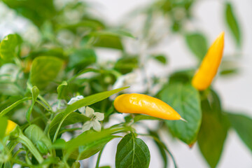 Yellow Agudo pepper (Capsicum annuum) on the tree with shallow depth of field.