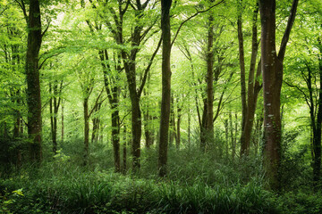 Fototapeta na wymiar idless green spring woodland Cornwall UK near truro 