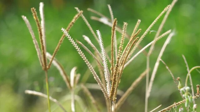 Eleusine indica (Indian goosegrass, yard grass, goosegrass, wiregrass, crow foot grass, lulangan). This plant is a species of grass in the family Poaceae. It is a small annual grass.