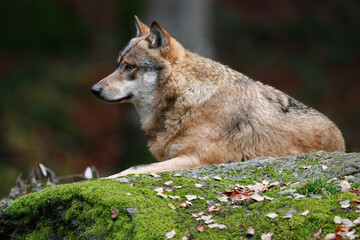 Loup, Canis lupus