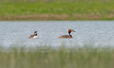 The Great Crested Grebe (Podiceps cristatus) is a species that lives in suitable wetlands. It is common in Asia and Europe.