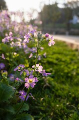 Closeup of purple wildflowers growing in the field on a sunny day