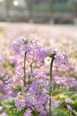Obraz premium Closeup of purple wildflowers growing in the field on a sunny day