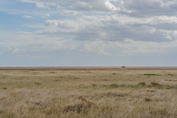 Wild cheetah in serengeti national park