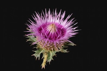 Purple thistle flower isolated transparent png. Cirsium flowering plant,aster family, Asteraceae. Generative AI