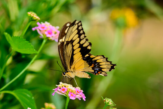 _DSC4327_Butterfly, Texas