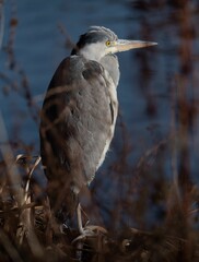Close-up of a grey heron bird perched on a grassy field at the shore of a lake