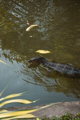 Obraz premium Asian water monitor swimming in the pond. Varanus salvator.