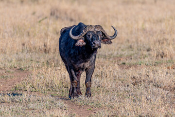 Wild buffalo in Serengeti National Park
