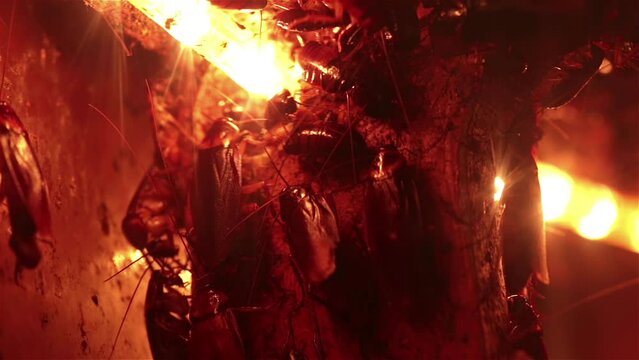 Huge cockroaches dark room timelapse macro close up