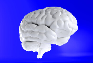 Human brain anatomical model, side view. Our Minds Matter.