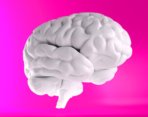 Human brain anatomical model, side view. 