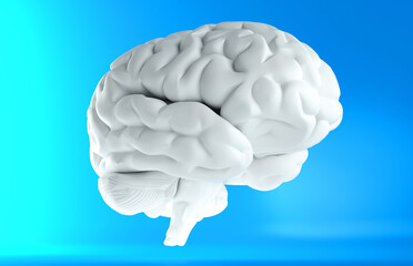 Human brain anatomical model, side view. 