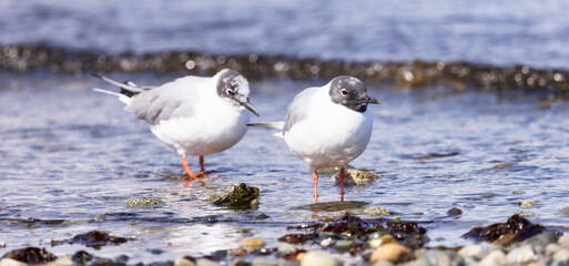 Small White Birds on the Pacific Ocean Coast. Qualicum Beach, Vancouver Island, British Columbia, Canada.