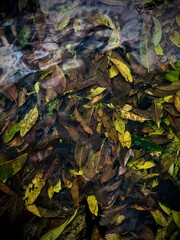 leaves under water