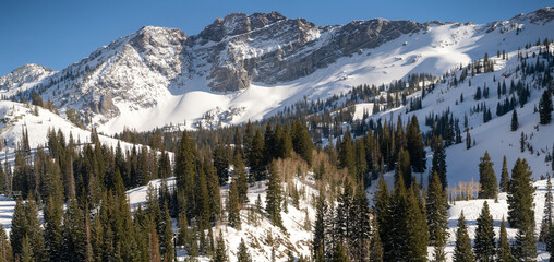 Albion Basin in the Day at Little Cottonwood Canyon, Utah