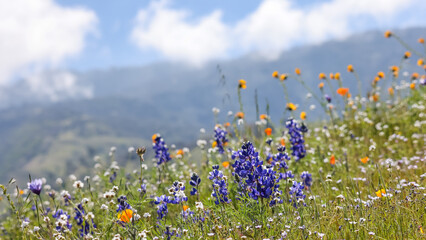 Blue Lupine flowers in wildflower meadow at Arvin, California panoramic view.