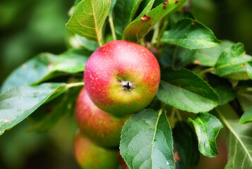 Obraz premium Apples in outdoor setting. A photo of taste and beautiful apples.