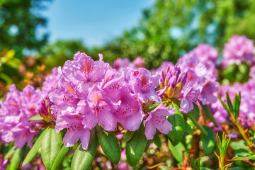 Fototapeta premium Rhododendron in my garden. A series of photos of rhododendron in garden.