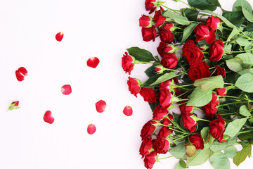 red roses. beautiful fresh flowers of red roses on a pink background