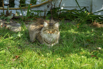 Fluffy tricolor cat sitting in the grass