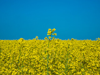 Bl&uuml;hendes Rapsfeld