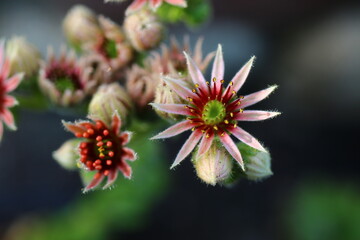 rojnik serosenstern reinhard sempervivum
