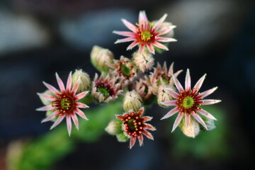rojnik serosenstern reinhard sempervivum